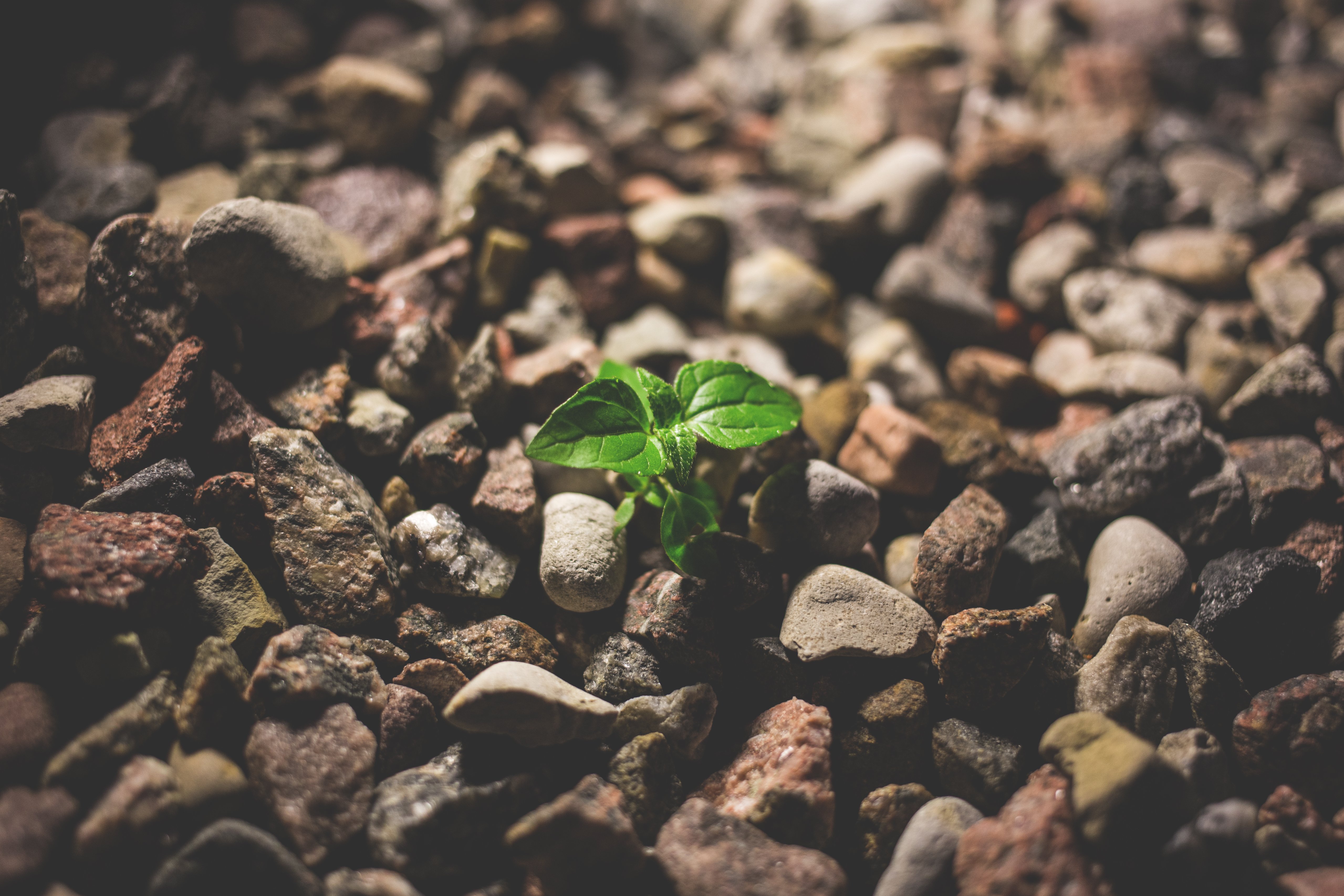 plant_growing_between_rocks